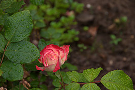 Bernhard Saalfeld - Gartenrose (4v9)
